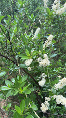 Ceanothus palmeri
