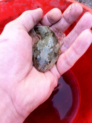 Leptocottus armatus