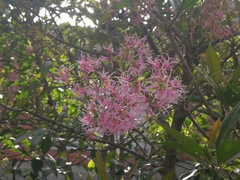 Chionanthus pubescens