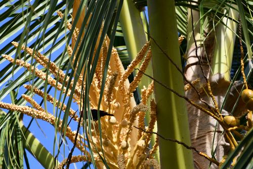 Cardinal Myzomela (Myzomela cardinalis), photo 3