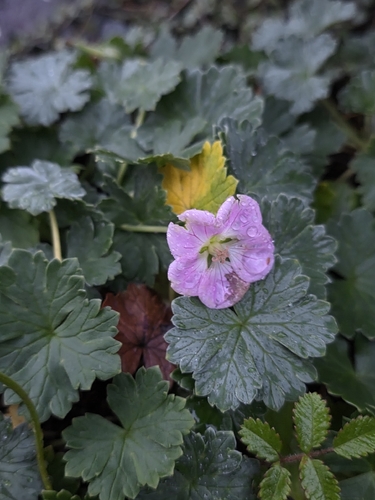 Geranium traversii observed 2026-07-07