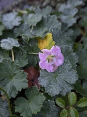 Geranium traversii
