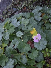 Geranium traversii, photograph author not stated, no rights reserved