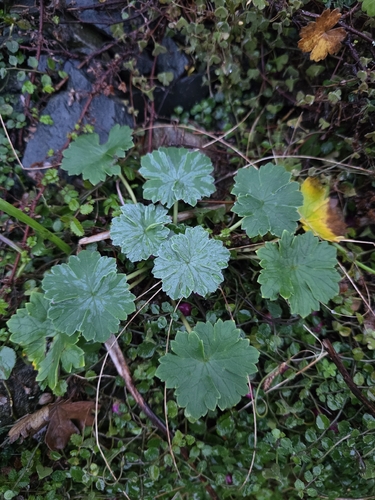 Geranium traversii, photograph 3
