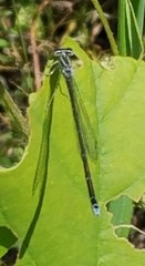 Enallagma divagans
