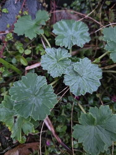 Geranium traversii, photograph 4