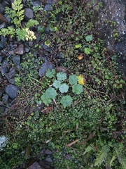 Geranium traversii, photograph author not stated, no rights reserved