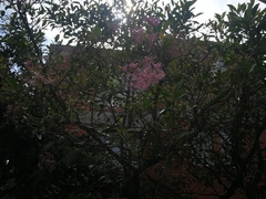 Chionanthus pubescens