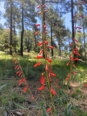 Penstemon centranthifolius, photograph author not stated, no rights reserved