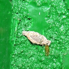 Phereoeca allutella