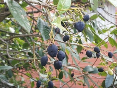 Chionanthus pubescens