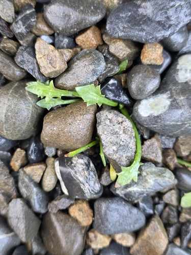 Eryngium vesiculosum
