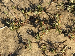 Polygonum paronychia