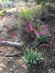 Penstemon utahensis