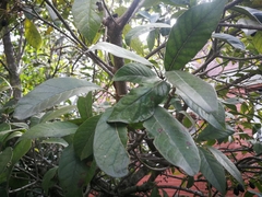 Chionanthus pubescens