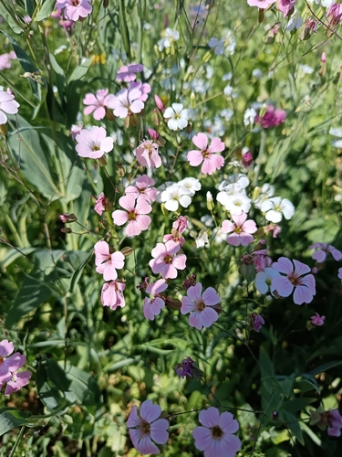 Gypsophila vaccaria, photograph 1