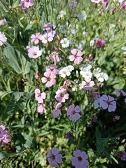 Gypsophila vaccaria