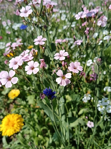 Gypsophila vaccaria, photograph 2
