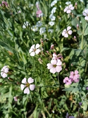 (c) Avery, some rights reserved (CC BY) Gypsophila vaccaria, photograph (c) Avery, some rights reserved (CC BY)