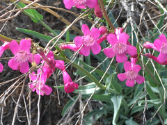 Penstemon utahensis
