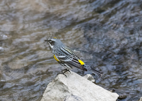 Yellow-rumped Warbler photographed in Nebraska