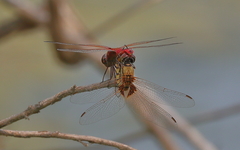 Urothemis aliena