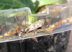 Sylvicola alternatus