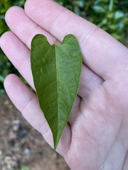 Endodeca serpentaria