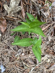 Endodeca serpentaria