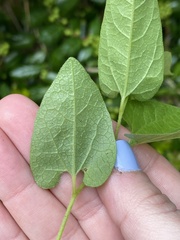 Endodeca serpentaria