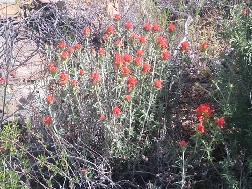 Castilleja foliolosa, photograph 5