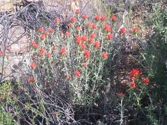 author not stated, no rights reserved Castilleja foliolosa, photograph author not stated, no rights reserved