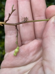 Endodeca serpentaria