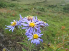 Aster albescens