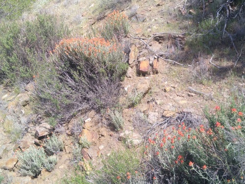 Castilleja foliolosa, photograph 6