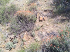 Castilleja foliolosa, photograph author not stated, no rights reserved