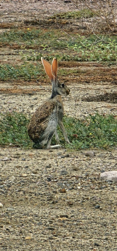 Liebre antílope observed by jrcavila62