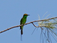 Merops orientalis orientalis