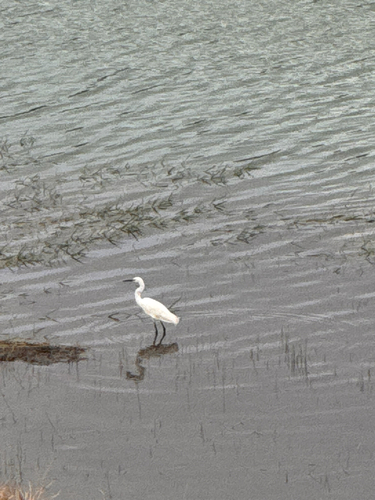 Little Egret