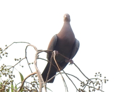 Patagioenas flavirostris