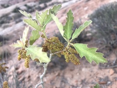Quercus welshii