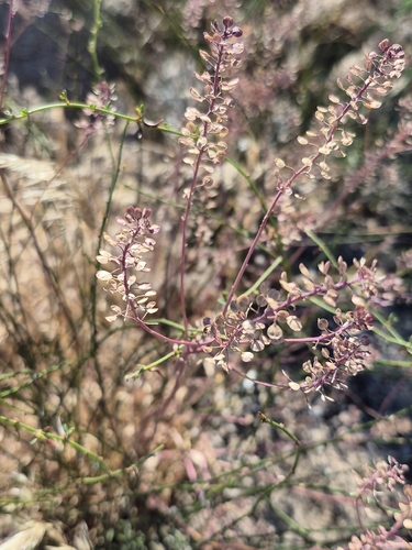 Hairypod Pepperweed