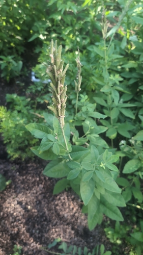 Thermopsis villosa, photograph 3