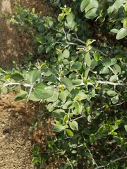 Ceanothus incanus
