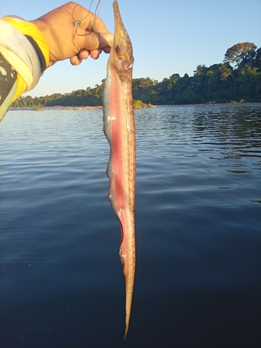 Langsnuit-mesvis (Rhamphichthys rostratus) — Rhamphichthyidae — 2