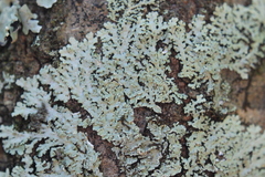 Heterodermia albicans