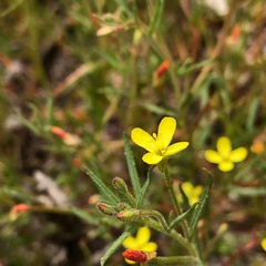 Camissonia contorta
