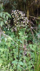 Valeriana flaccidissima