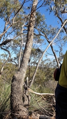 Eucalyptus goniocalyx goniocalyx