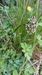 Valeriana flaccidissima